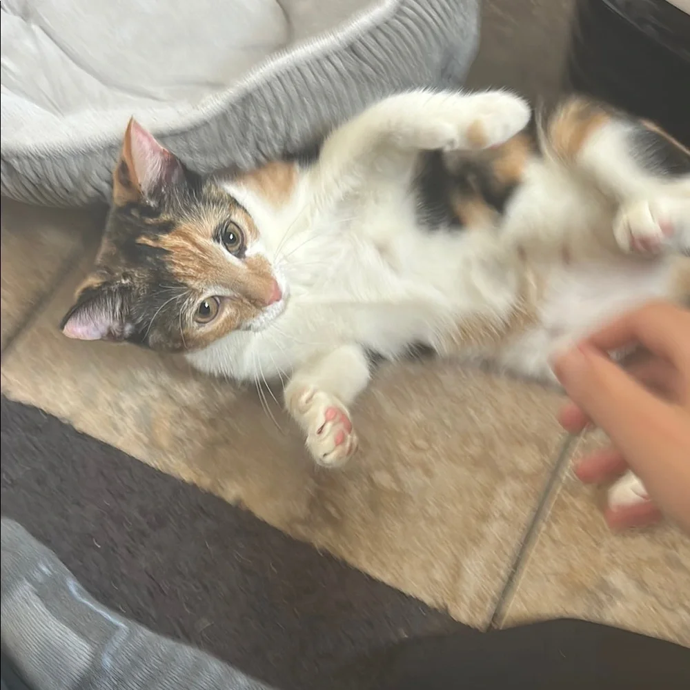 kitten